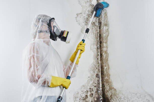 Best Asbestos and Lead Testing During Mold Inspection  in Bryan, TX